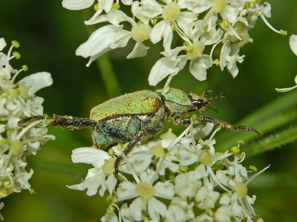 Una cetonia scolorita?